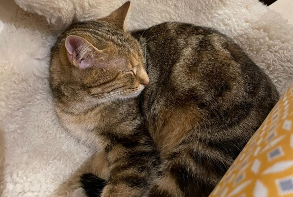 Alerta de Desaparición Gato Hembra , 3 años Mouen Francia