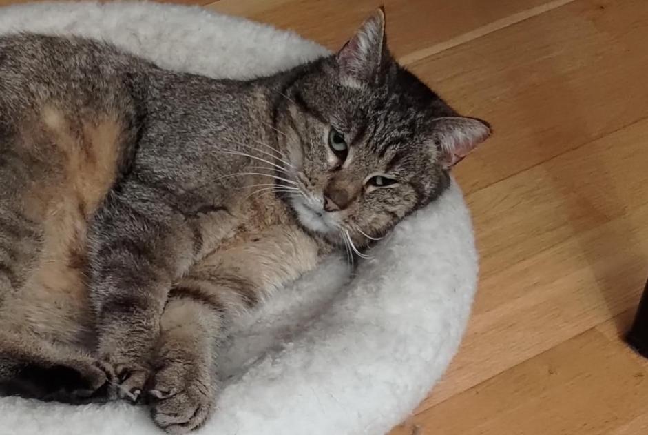 Alerta de Desaparición Gato Hembra , 10 años Villars-sur-Glâne Suiza