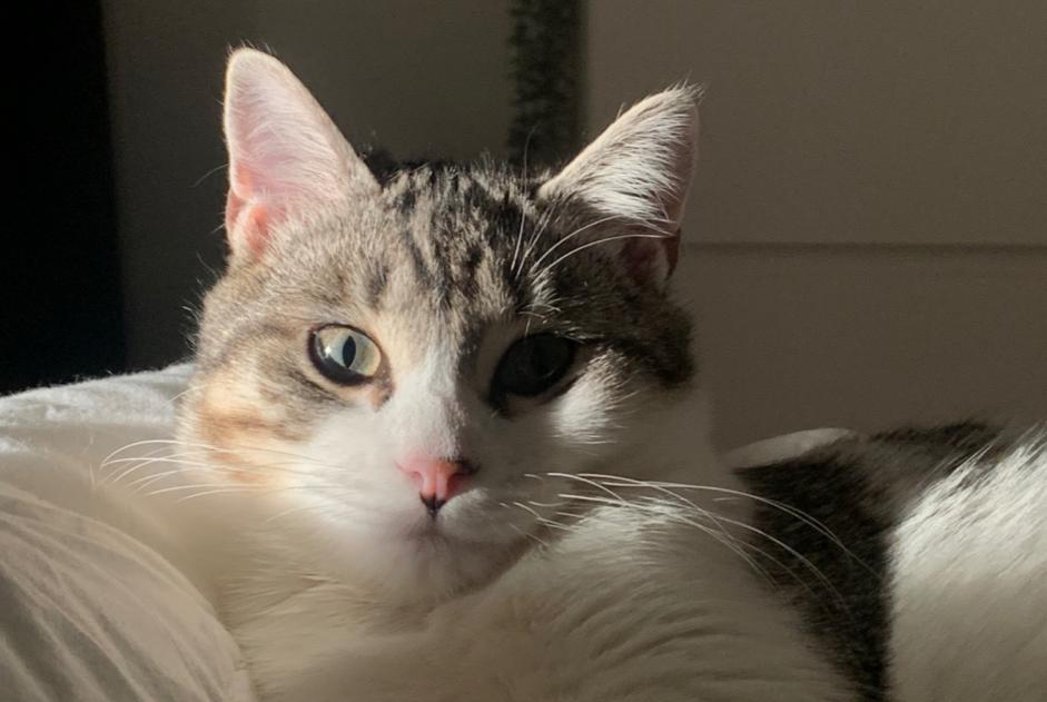 Alerta de Desaparición Gato Hembra , 2 años Parigné Francia