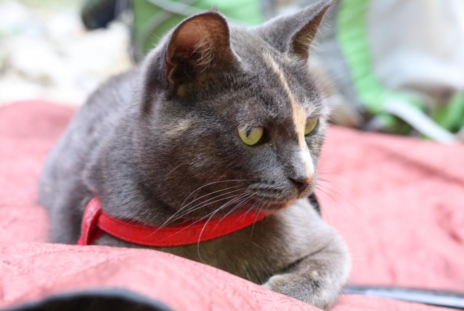 Alerta de Desaparición Gato  Hembra , 2 años Champétières Francia