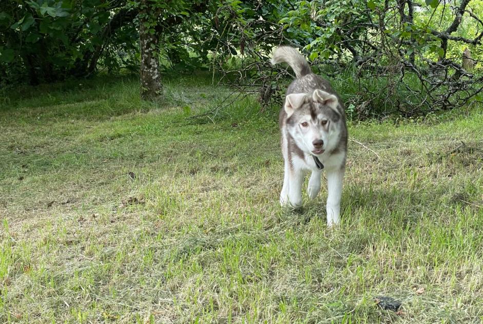 Alerta de Desaparición Perro  Macho , 0 años Bouloc-en-Quercy Francia