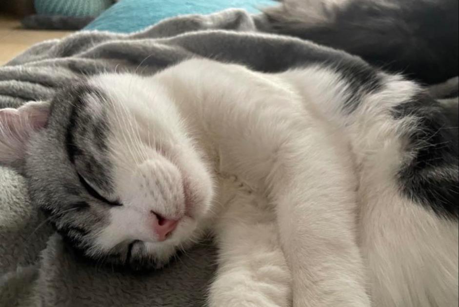 Alerta de Desaparición Gato Macho , 2 años Andenne Bélgica