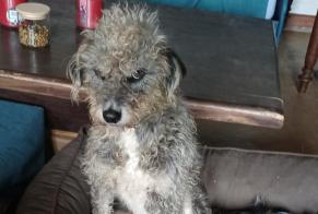 Alerta de Desaparición Perro cruce Macho , 5 años Cussy-en-Morvan Francia