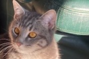 Alerta de Desaparición Gato Macho , 1 años Nibelle Francia