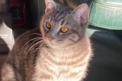 Alerta de Desaparición Gato Macho , 1 años Nibelle Francia
