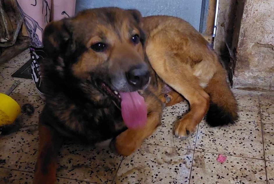 Alerta de Desaparición Perro cruce Macho , 6 años Arlon Bélgica