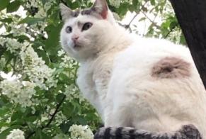 Alerta de Desaparición Gato  Hembra , 9 años Gazave Francia