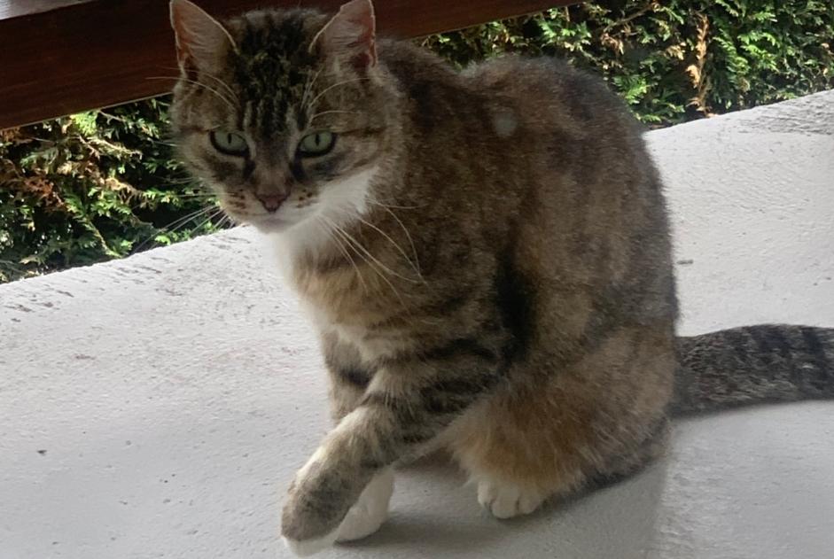 Alerta de Hallazgo Gato Hembra Anières Suiza