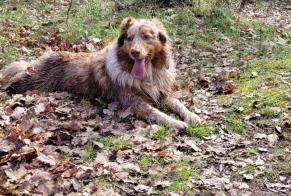 Alerta de Desaparición Perro  Hembra , 4 años Castellane Francia