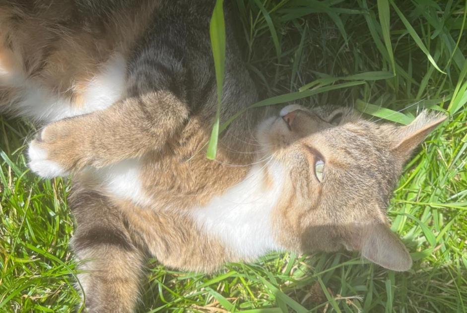 Alerta de Desaparición Gato Macho , 5 años Pont-Saint-Martin Francia