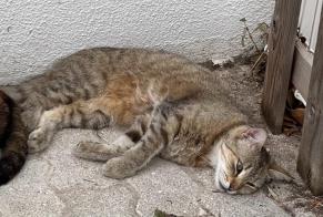 Alerta de Desaparición Gato cruce Hembra , 3 años São Domingos de Rana Portugal