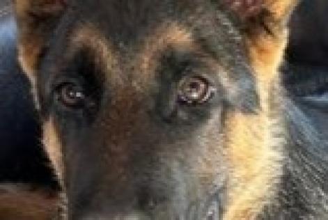 Alerta de Desaparición Perro  Macho , 0 años Ontinyent España