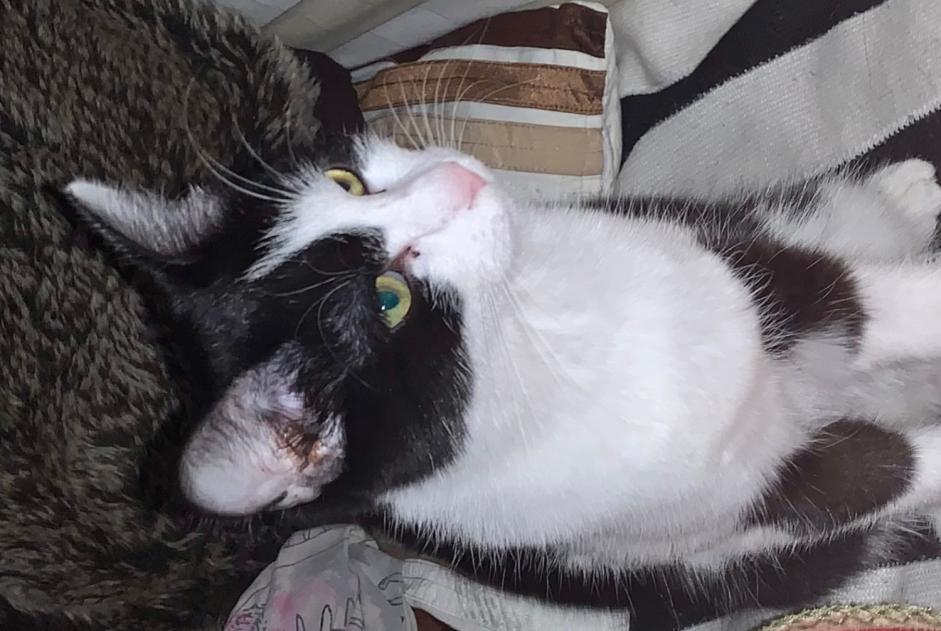 Alerta de Desaparición Gato  Hembra , 1 años Bex Suiza