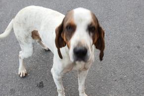 Alerta de Hallazgo Perro Macho Pont-de-Montvert-Sud-Mont-Lozère Francia