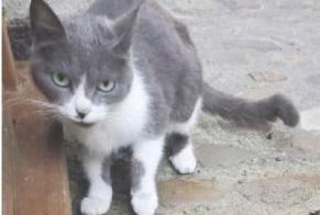 Alerta de Hallazgo Gato Hembra Villefranche-de-Rouergue Francia