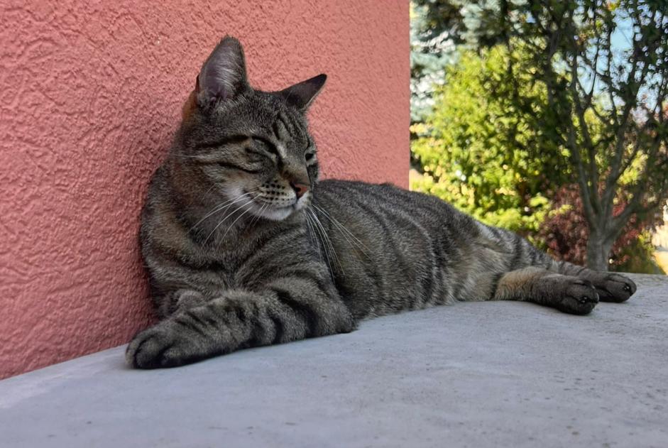 Alerta de Desaparición Gato cruce Macho , 14 años Grolley Suiza