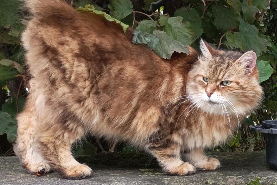 Alerta de Hallazgo Gato Desconocido Grenoble Francia