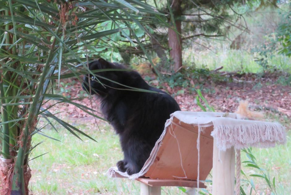 Alerta de Desaparición Gato Macho , 3 años Ygos-Saint-Saturnin Francia