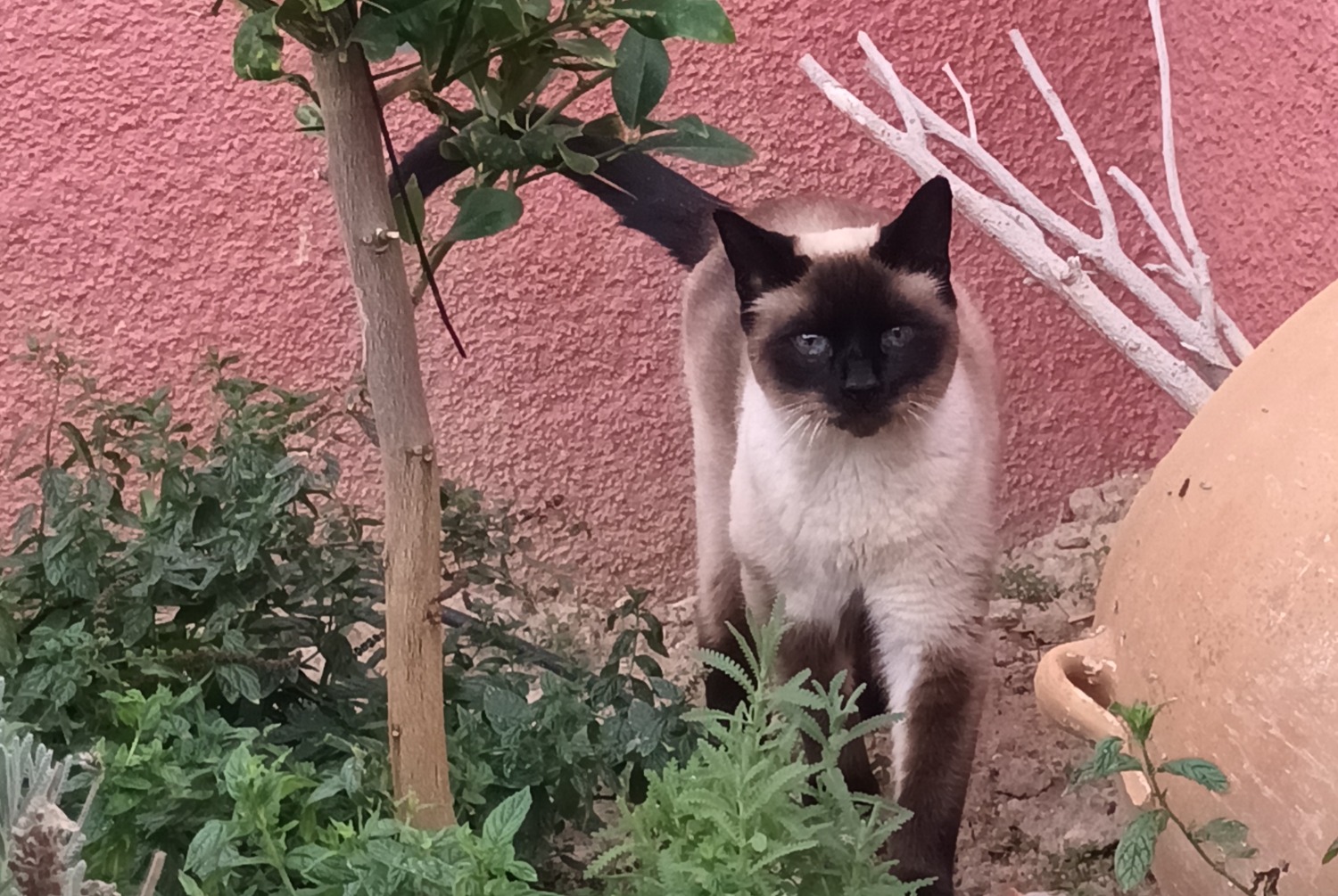 Alerta de Desaparición Gato  Macho , 10 años El Cortijo Grande España