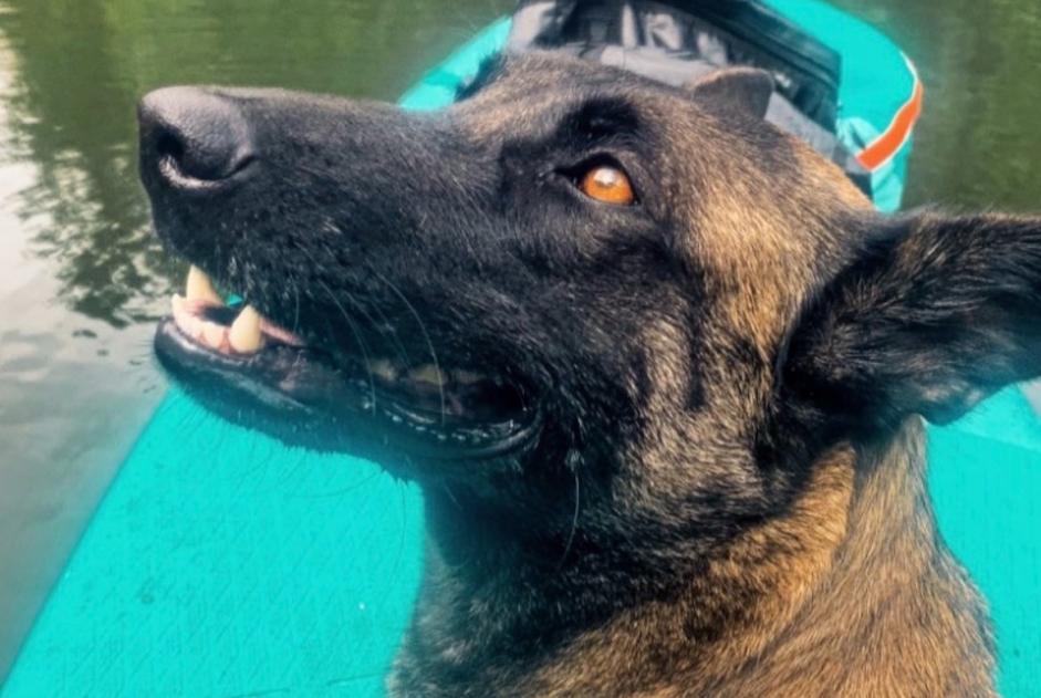 Alerta de Desaparición Perro  Hembra , 7 años Bouillon Bélgica