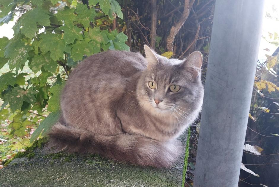 Alerta de Hallazgo Gato  Desconocido Lausanne Suiza