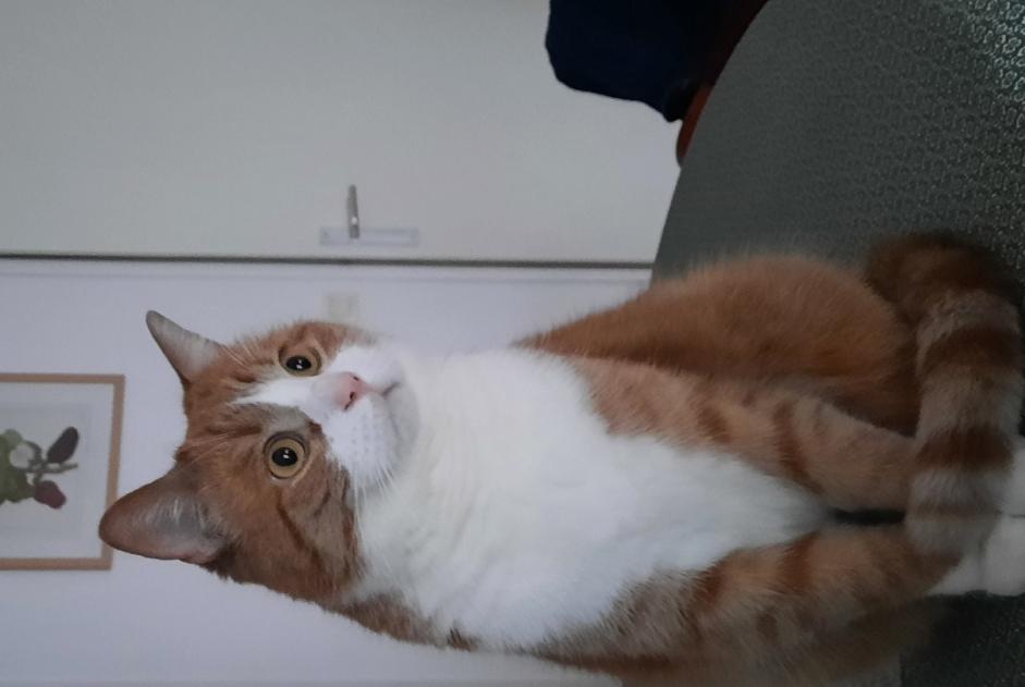 Alerta de Desaparición Gato  Macho , 4 años Lille Francia