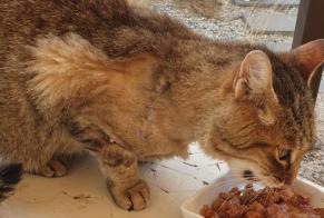 Alerta de Hallazgo Gato  Desconocido Cavaillon Francia