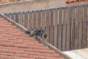 Alerta de Hallazgo Gato Desconocido Sabadell España