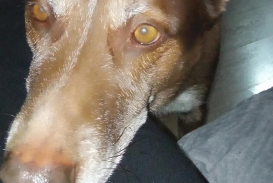 Alerta de Desaparición Perro cruce Macho , 9 años Collbató España