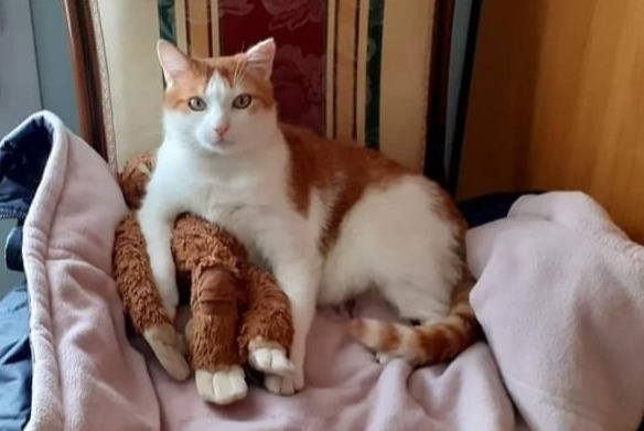 Alerta de Desaparición Gato cruce Macho , 10 años Saint-Laurent-sur-Mer Francia