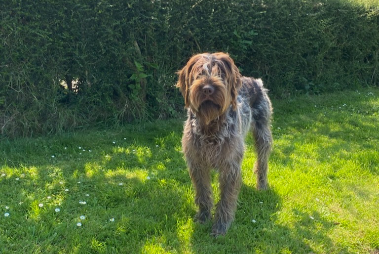 Alerta de Desaparición Perro  Macho , 2 años Saint-Paul-du-Vernay Francia