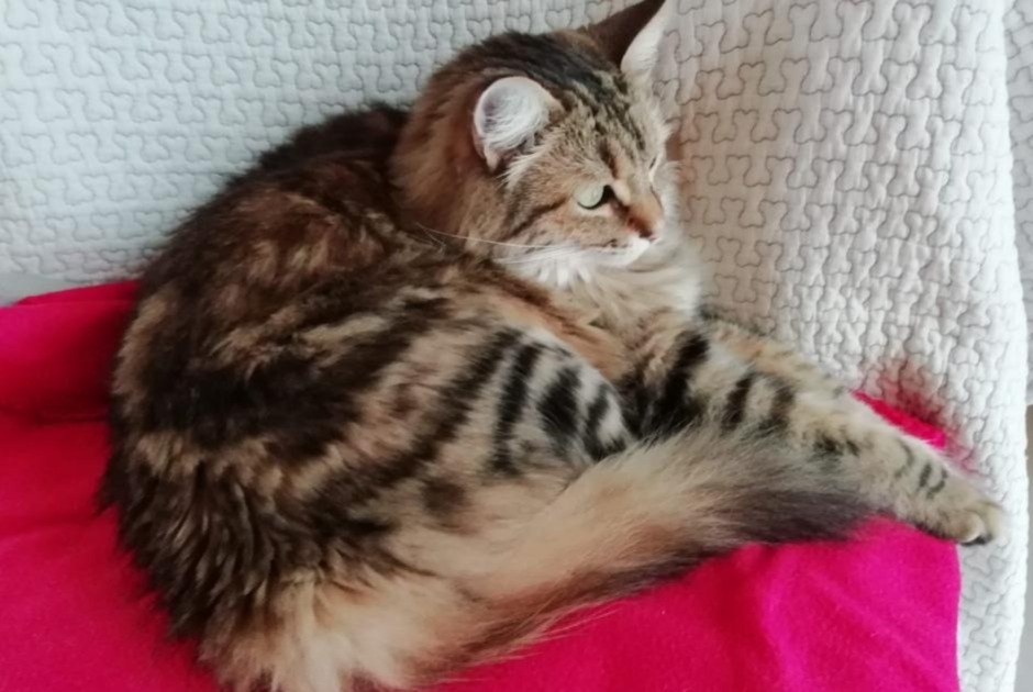 Alerta de Desaparición Gato cruce Macho , 6 años Capdenac-Gare Francia