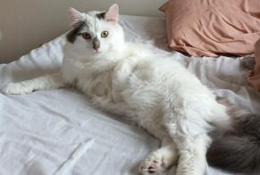 Alerta de Desaparición Gato Macho , 2 años Saint-Georges-de-Reneins Francia