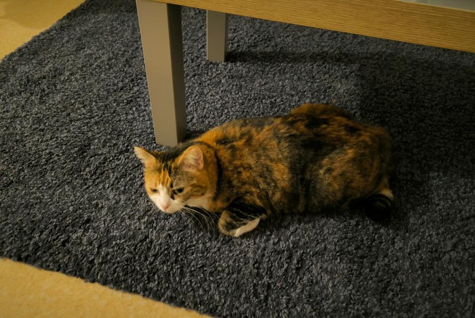 Alerta de Desaparición Gato Hembra , 3 años Orléans Francia