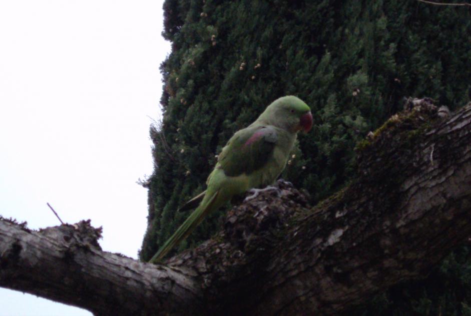 Alerta de Desaparición Pájaro Hembra , 2024 años Mons Francia