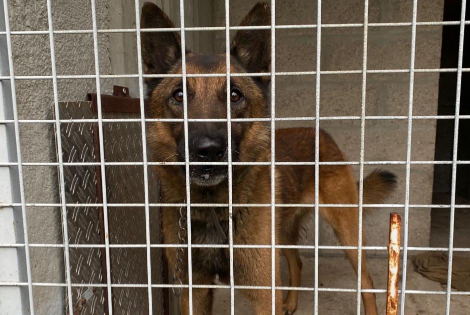 Alerta de Hallazgo Perro  Desconocido Gaillon Francia