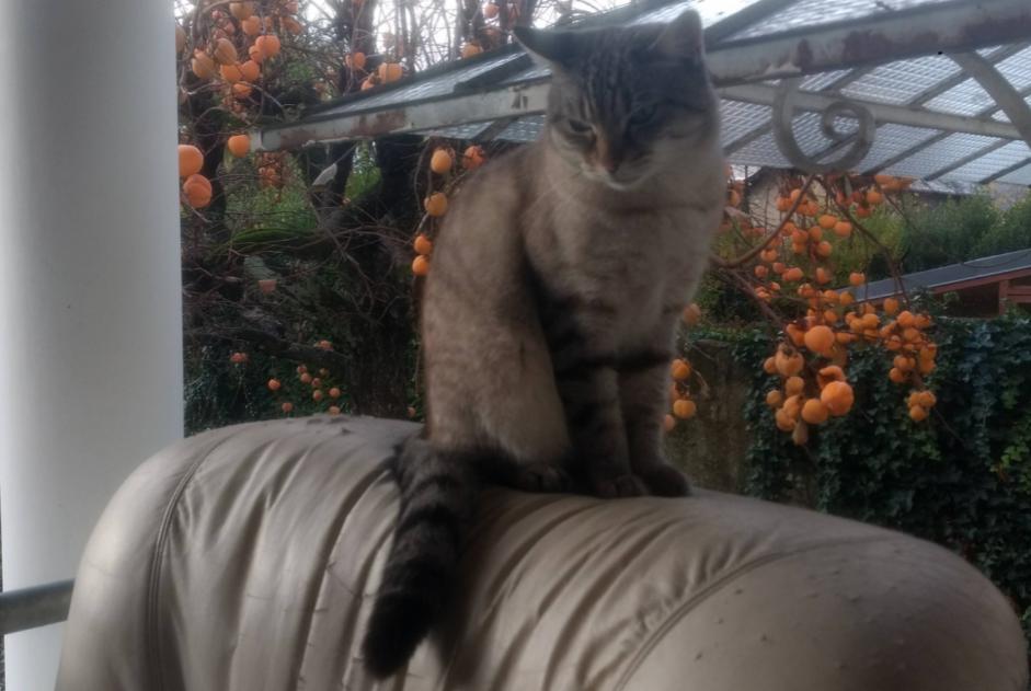 Alerta de Desaparición Gato cruce Macho , 1 años Crupies Francia