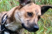 Alerta de Desaparición Perro cruce Hembra , 1 años Châteauroux-les-Alpes Francia