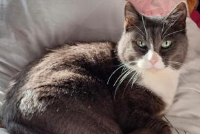 Alerta de Desaparición Gato Hembra , 8 años Bures-sur-Yvette Francia