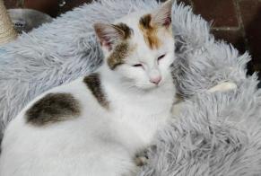 Alerta de Hallazgo Gato Hembra Tourcoing Francia