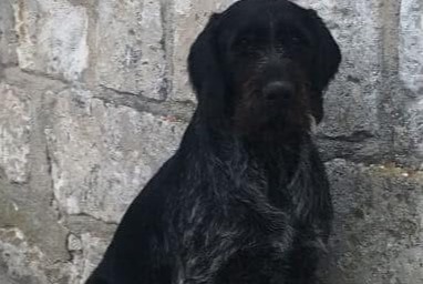 Alerta de Desaparición Perro  Hembra , 8 años Huismes Francia