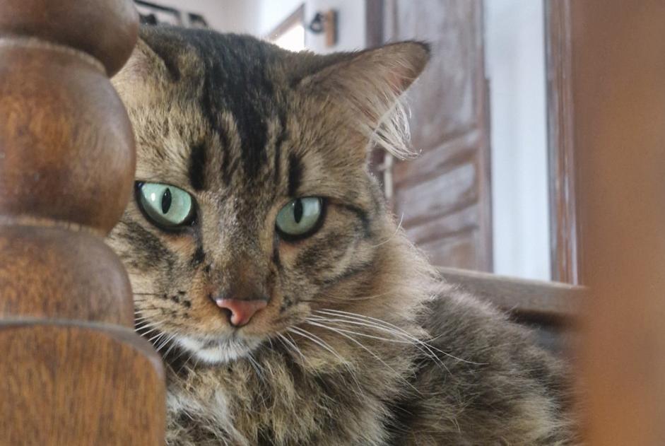 Alerta de Desaparición Gato cruce Macho , 2 años Ajaccio Francia