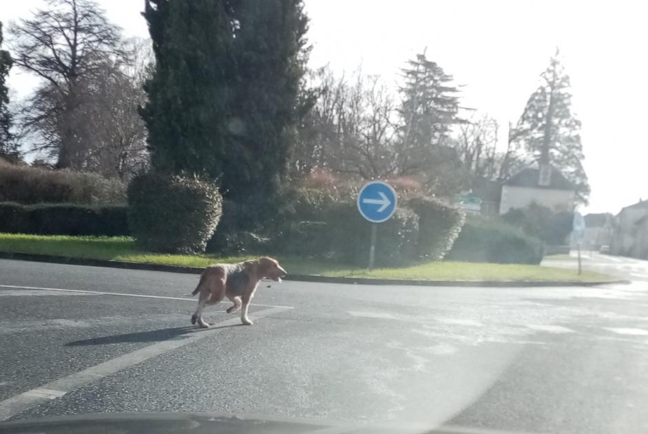 Alerta de Hallazgo Perro cruce Desconocido Lussac-les-Châteaux Francia