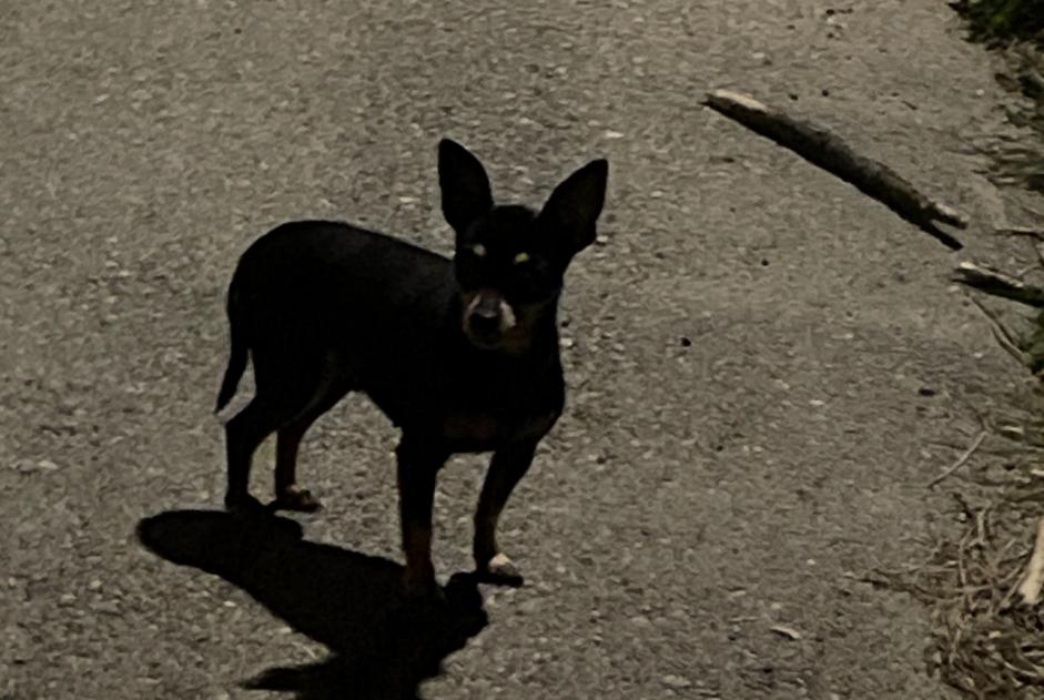 Alerta de Hallazgo Perro Desconocido Lucciana Francia