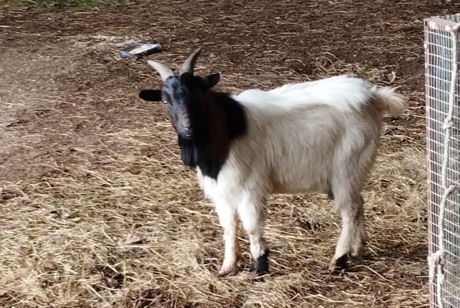 Alerta de Hallazgo Cabra Macho Le Mené Francia