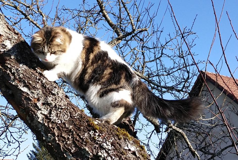 Alerta de Desaparición Gato cruce Macho , 1 años Esboz-Brest Francia