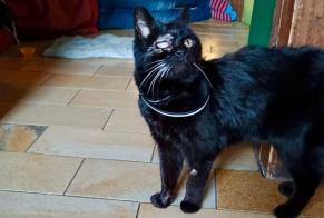 Alerta de Hallazgo Gato Hembra La Chaux-de-Fonds Suiza