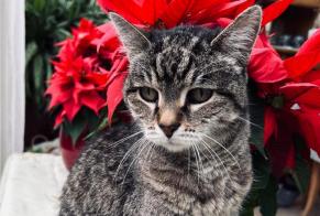 Alerta de Desaparición Gato Hembra , 20 años Thônex Suiza