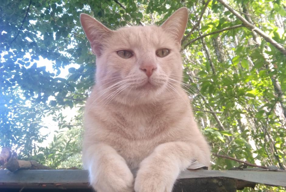 Alerta de Desaparición Gato cruce Macho , 5 años Beaulieu-Sous-Parthenay Francia