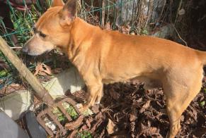 Alerta de Hallazgo Perro Macho Gellainville Francia